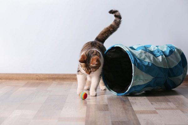猫をペットホテルに預ける時の注意点や準備するものを徹底解説！